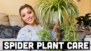 HOW TO PROPAGATE SPIDER PLANTS  SPIDER PLANT CARE [upl. by Oilime716]