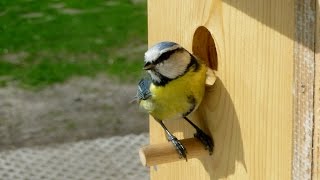 Aus dem Familienleben der Blaumeisen Parus Caeruleus [upl. by Aruon207]