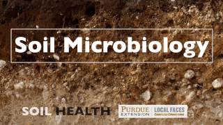 Soil Basics Soil Microbiology [upl. by Anitsua]