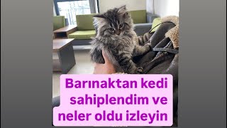 Barınaktan kedi sahiplendim [upl. by Nwahsel331]