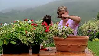 Planting Pelargoniums In Spring [upl. by Aninnaig]