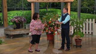 Robertas 2pc Large Bloom Angel Trumpet Patio Tree on QVC [upl. by Arikaahs]