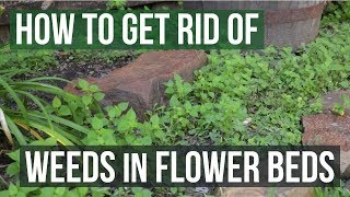 How to Get Rid of Weeds in Flower Beds 4 Easy Steps [upl. by Aneleiram]