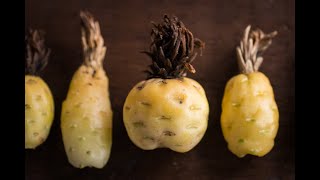 Barrel Cactus Fruit [upl. by Devine]