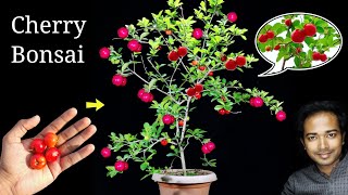 How to Easily grow Cherry tree at home  Easiest bonsai for beginners [upl. by Crellen]