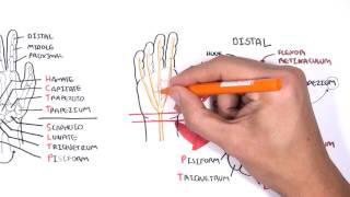 Clinical Anatomy  Hand Wrist palmar aspectflexors [upl. by Neelon829]