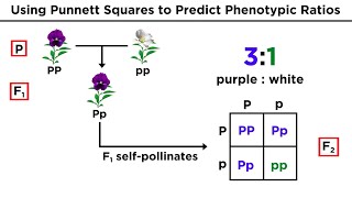 Mendelian Genetics and Punnett Squares [upl. by Notlim]