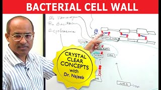 Bacterial Cell Wall [upl. by Naimaj569]