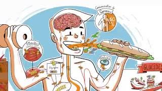 Le parcours des glucides dans lorganisme [upl. by Ttenyl]