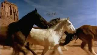 Horses Neighing  Horse Sounds  Horses Galloping [upl. by Porcia]