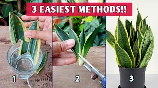 3 EASIEST Methods to Propagate SNAKE PLANTS  Snake Plant Propagation [upl. by Hairom]