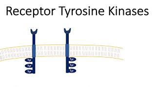 Receptor Tyrosine Kinases  RTK [upl. by Anihsit]