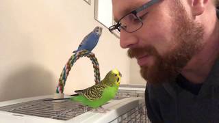 Teaching the parakeets to talk [upl. by Yrgoerg]