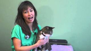 How to use an asthma Inhaler in your cat  Dr Justine Lee [upl. by Senn877]