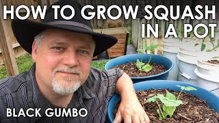 How to Grow Squash in Containers  Black Gumbo [upl. by Bresee985]