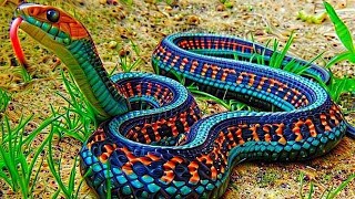 10 Most Beautiful Snakes In The World [upl. by Ollayos]