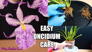 How to Care for Oncidium Orchids  Watering Repotting Reblooming amp more Orchid Care for Beginners [upl. by Arline]