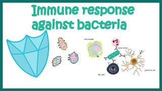 Immune response against Bacteria [upl. by Kasper992]