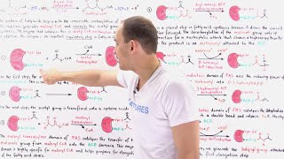 Fatty Acid Synthesis [upl. by Alister982]