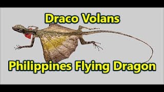 Draco Volans Philippines Flying Dragon [upl. by Odlanyar]