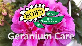 HowTo Grow Geraniums Pelargonium [upl. by Ahseek]