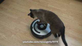 Cat shows HOW TO use iRobot Roomba Vacuum [upl. by Gnanmas851]