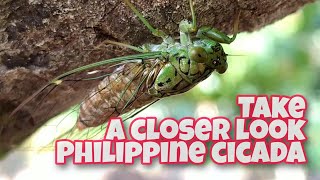 Philippine Cicada  kuliglig   Cicadidae  amazing cicada life cycle [upl. by Jaynell]