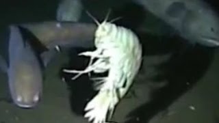 Facts The Supergiant Amphipod Alicella gigantea [upl. by Coveney]