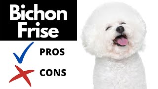 Bichon Frise Pros And Cons SHOCKING [upl. by Grieve]