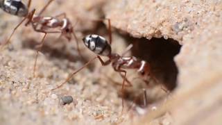 Cataglyphis bombycina saharan silver ant [upl. by Rabaj206]