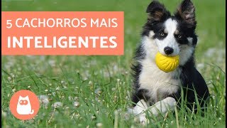 As raças de CACHORROS MAIS INTELIGENTES DO MUNDO [upl. by Eizzik882]