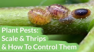 Plant Pests Scale amp Thrips amp How To Control Them  Joy Us Garden [upl. by Drawde64]