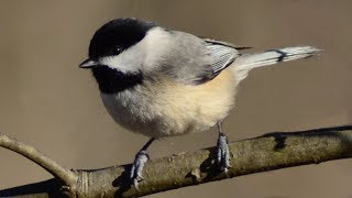 Chickadee call  song  sounds [upl. by Rhpotsirhc]