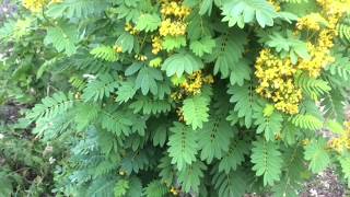 Wild Senna Plant Profile [upl. by Sherrod808]