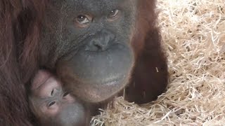 More from The Newborn Baby Orangutan [upl. by Supple]