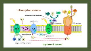 AP Biology Unit 3 Cellular Energetics Complete Review [upl. by Ahsiekar450]