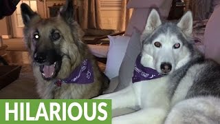 Husky furious over reality TV outcome throws temper tantrum [upl. by Tirrell783]