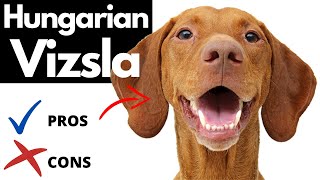 Hungarian Vizsla Pros And Cons  The Good AND The Bad [upl. by Ennaej]