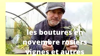 comment bouturer toutes vos plantes [upl. by Nnylesor]