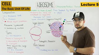 RIBOSOMES structure and function  Video 5 [upl. by Riccio180]