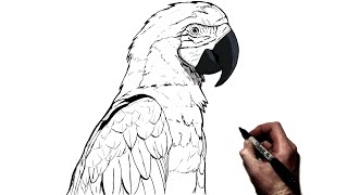 How To Draw A Parrot  Step By Step [upl. by Aisekal]