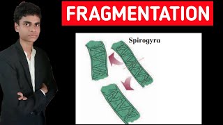 Fragmentation in spirogyra  Full process explained [upl. by Novello]