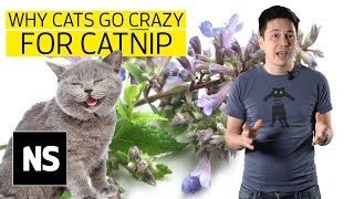 Why do cats go crazy for catnip I Science with Sam [upl. by Inalaehon]