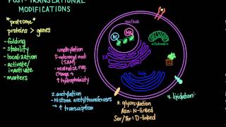 Post Translational Modifications [upl. by Barnaby]