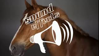 Horse Sound Effect [upl. by Bouldon231]