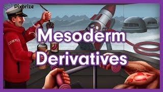 Mesoderm Derivatives MCAT Mnemonic Preview [upl. by Artina592]