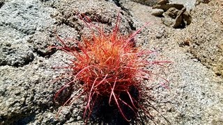 California Barrel Cactus Ferocactus cylindraceus AnzaBorrego Desert California [upl. by Ytsirt170]