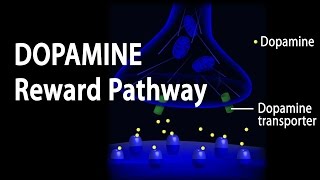 Neuroscience Basics Dopamine Reward Pathway Animation [upl. by Otrebilif]