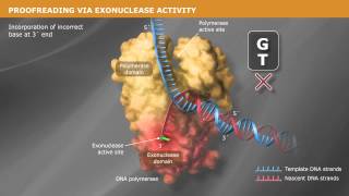 DNA Replication with a Proofreading Polymerase [upl. by Eilyw]