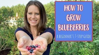 How to Grow Blueberries 7 Step Guide for Beginners [upl. by Binky237]